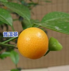 金柑普洱茶的功效、作用及价格全解析