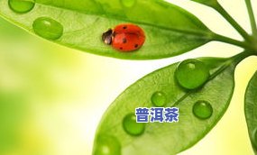 茶叶水浇花：虫吗？看图片解析及好处全解