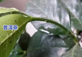 茶叶水浇花：虫吗？看图片解析及好处全解