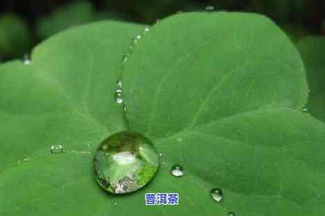 茶叶水浇花：虫吗？看图片解析及好处全解