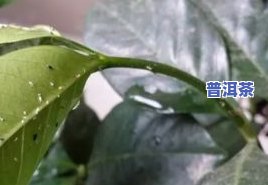 茶叶水浇花真的可以杀虫吗？安全无，效果怎样？