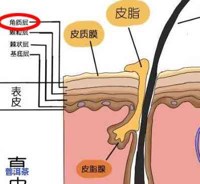 喝茶叶能中和胃酸吗？原因解析