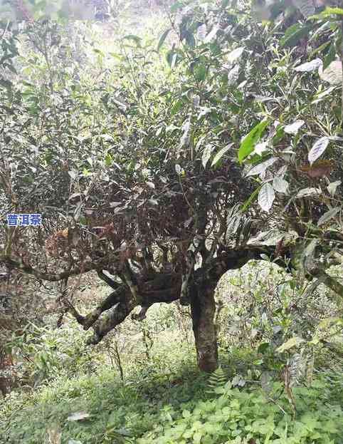 云南古树料普洱茶价格表-云南古树料普洱茶价格表及图片