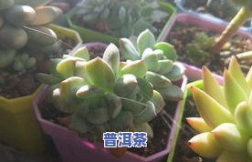 多肉是不是适合用茶水浇花？视频讲解与图片展示