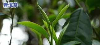 普洱茶传统制茶工艺：从采摘到压制的全过程