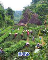 武夷山产啥茶？探秘世界自然与文化遗产地的茶叶种类