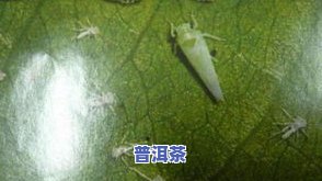 茶叶虫：能喝吗？图片大全及常见虫害介绍