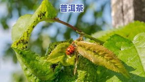 茶叶虫：能喝吗？图片大全及常见虫害介绍