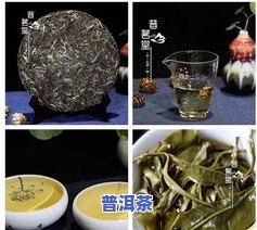 普洱茶7581的含义与品质如何？