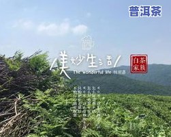 泰安产茶叶吗？熟悉最新消息及山东泰安主要茶叶品种