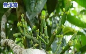 铁树茶多少钱一斤？功效、价格全解析！