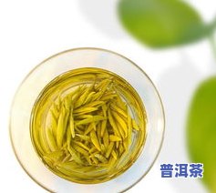 铁树茶多少钱一斤？功效、价格全解析！