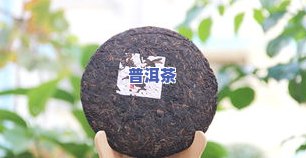 桦树茸与普洱茶同泡吗-桦树茸与普洱茶同泡吗能喝吗