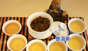 避风塘的茶水是什么茶？详解其茶叶种类与特点