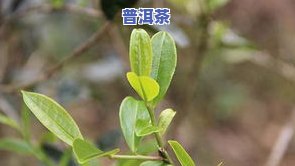 斯芭慕普洱茶：价格、收藏价值与古树茶选择全解析