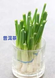 普洱茶生菜价格全解析：多少钱一斤、一克？功效与作用介绍