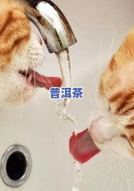 猫猫能喝茶叶水吗？探讨其安全性与作用