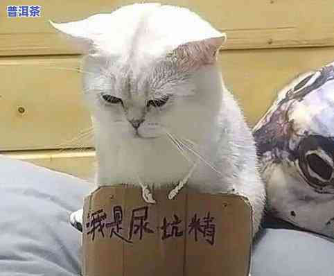 猫猫能喝茶叶水吗？探讨其安全性与影响