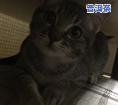 猫能喝茶叶水吗？有无副作用？详细解析