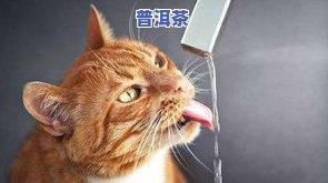 猫能喝茶叶水吗？有无副作用？详细解析