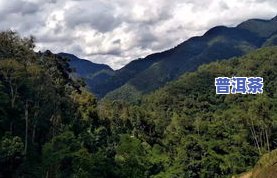 普洱茶十大顶级山头-普洱茶十大顶级山头排行榜