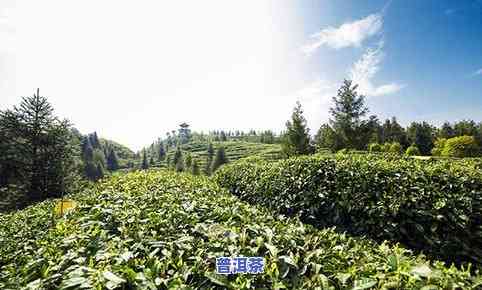 寻找重庆更大茶叶场：哪家茶叶更好？