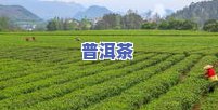 寻找重庆更大茶叶场：哪家茶叶更好？