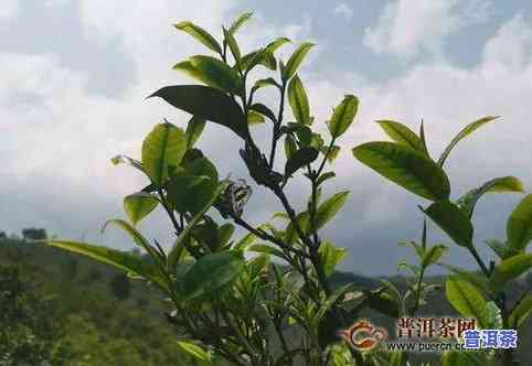 东方茶树普洱茶-东方茶树普洱茶价格