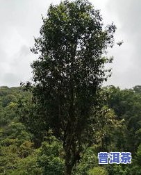 济南古树普洱茶产地在哪里？探究其独特的品质与历史文化