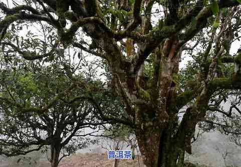 济南古树普洱茶产地是哪里-济南古树普洱茶产地是哪里的