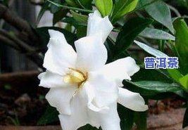 茶叶水能浇栀子花吗？视频教你怎样正确操作