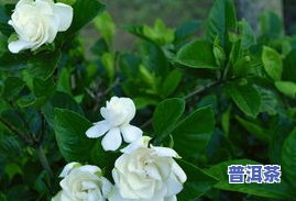 茶叶水能浇栀子花吗？如何正确使用茶叶水浇灌栀子花？