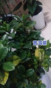 茶叶水能浇栀子花吗？浇多少、怎么浇更好？详细解析