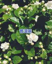 茶叶水能浇栀子花吗-茶叶水能浇栀子花吗视频