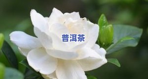 茶叶水能浇栀子花吗-茶叶水能浇栀子花吗视频