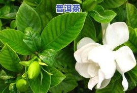 茶叶水能浇栀子花吗-茶叶水能浇栀子花吗视频