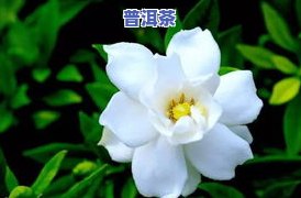 茶叶水能浇栀子花吗-茶叶水能浇栀子花吗视频