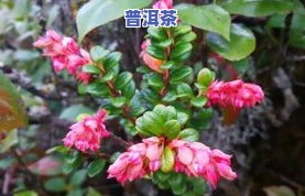 杜鹃普洱茶-普洱杜鹃花