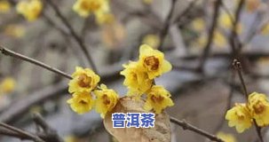 腊梅花和普洱茶哪个好养-腊梅花和普洱茶哪个好养活