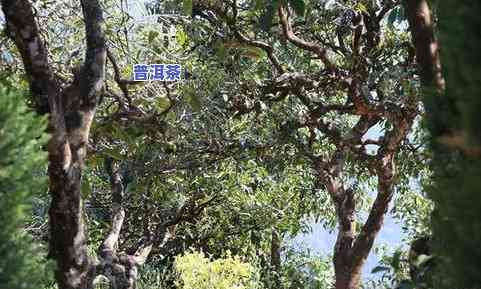 探究麻栗树普洱茶口感特点：从古树茶到实际用途全面解析