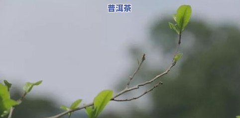 普洱茶认购-认购普洱茶树