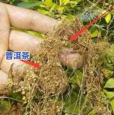 普洱茶野菊花外用脱发：治疗脱发的新方法？