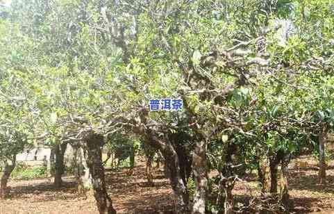 广西老树普洱茶产地在哪里-广西老树普洱茶产地在哪里啊