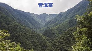 正山小种茶叶价格一览表：多少钱一斤？武夷山/高宅对比