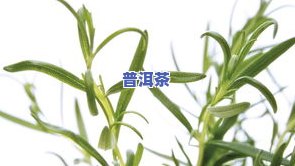 花里面可以放茶叶吗？视频教程教你正确方法