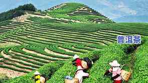 版纳产区普洱茶香气特点及著名茶山介绍