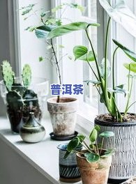 茶叶可以拌土种花吗？探究其效果与方法