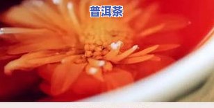 泡普洱茶是不是可以放菊花？探究起因与相关知识