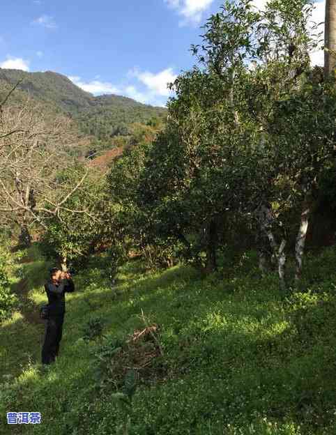 旧庙古树茶口感特点详解：旧庙寨茶的独特风味与地理位置