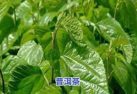 普洱茶突然不存在味道什么起因造成的，探究起因：为何普洱茶突然失去其特别的味道？